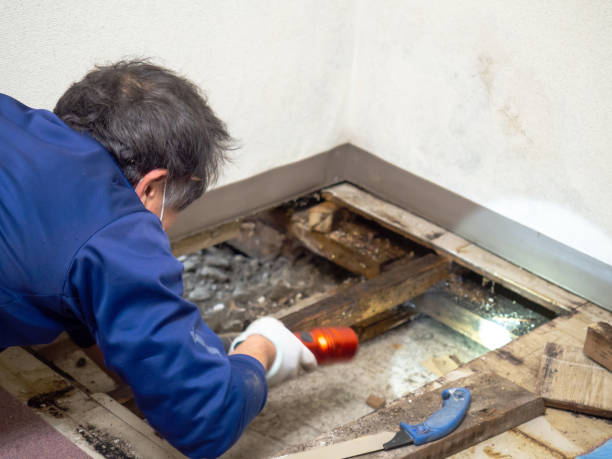 Best Same-Day Mold Removal  in Bayou Vista, TX