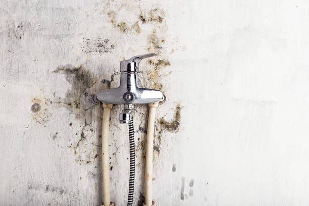 Best Mold Testing  in Bayou Vista, TX