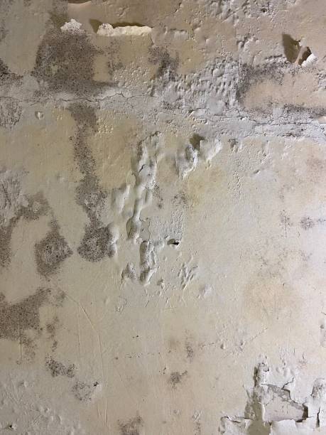 Best Commercial Mold Removal  in Bayou Vista, TX
