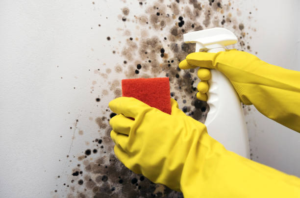 Best Black Mold Removal  in Bayou Vista, TX