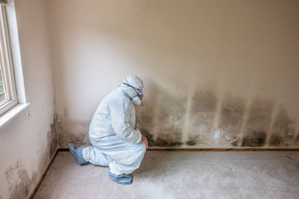 Best Mold Cleaning Services  in Bayou Vista, TX